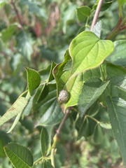 Hygromia cinctella