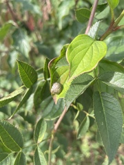 Hygromia cinctella
