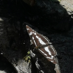 Limenitis helmanni