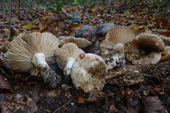 Russula nigricans
