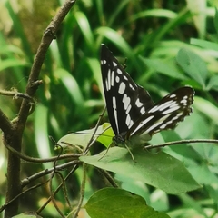 Limenitis sulpitia