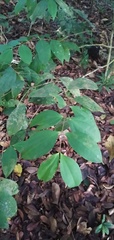 Warneckea membranifolia