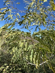 Leucaena retusa