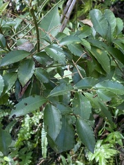 Ardisia cornudentata