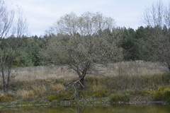 Salix euxina