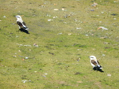 Fluvicola nengeta