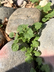 Lamium