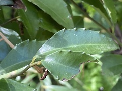 Ardisia cornudentata