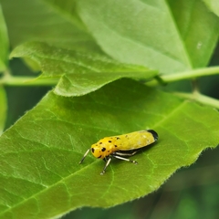 Bothrogonia ferruginea