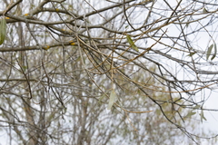 Salix euxina