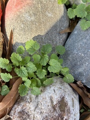 Lamium
