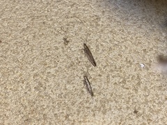 Plutella xylostella-australiana