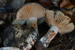Russula nigricans