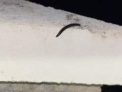 Ommatoiulus moreleti