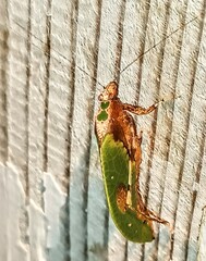 Pycnopalpa bicordata