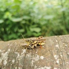 Xenocatantops brachycerus