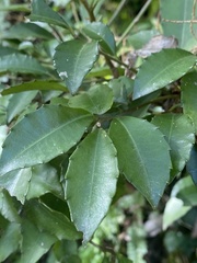 Ardisia cornudentata