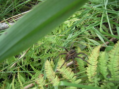 Dolomedes fimbriatus