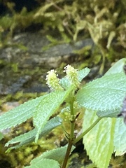 Boehmeria pilosiuscula