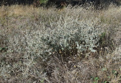 Marrubium peregrinum