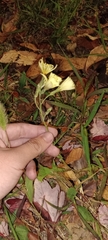 Lactuca indica
