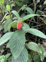 Gesneriaceae