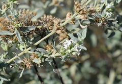 Marrubium peregrinum