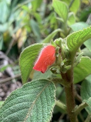 Gesneriaceae