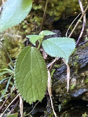 Boehmeria pilosiuscula