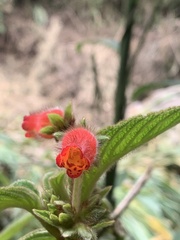 Gesneriaceae
