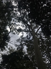 Eucalyptus tereticornis