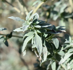 Marrubium peregrinum