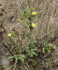 Potentilla recta
