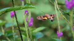 Macroglossum corythus