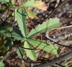 Potentilla recta