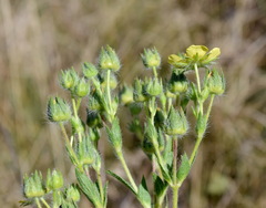 Potentilla recta