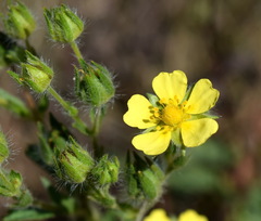Potentilla recta