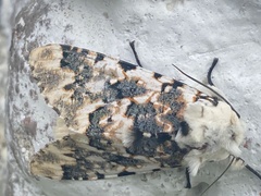 Elysius