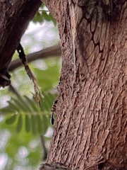 Tetraponera rufonigra