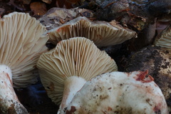 Russula nigricans