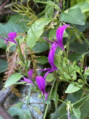 Hypoestes purpurea