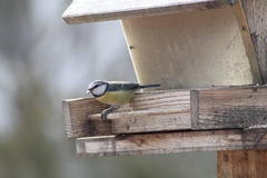 Cyanistes caeruleus caeruleus