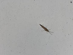 Plutella xylostella-australiana