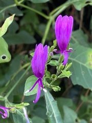 Hypoestes purpurea