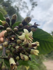 Condaminea corymbosa