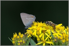Satyrium spini