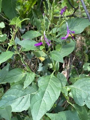 Hypoestes purpurea