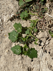 Modiola caroliniana