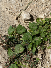 Modiola caroliniana