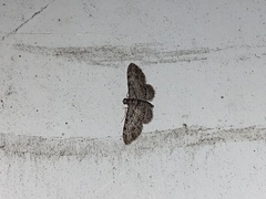 Sigilliclystis insigillata